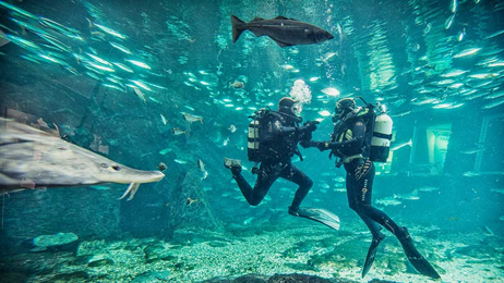 Dykkertur til Kattegatcenteret - Klik for at tilmelde dig